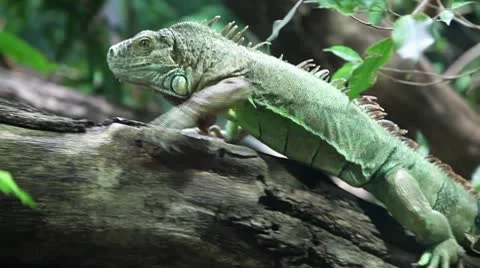Big green lizard climbing up a tree 스톡 동영상 8946881