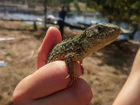 Big green lizard in hand Stock Photos