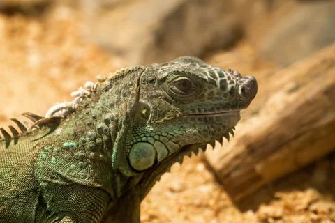 The big green lizard Stock Photos
