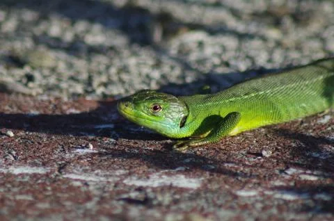 Big green lizard Stock Photos