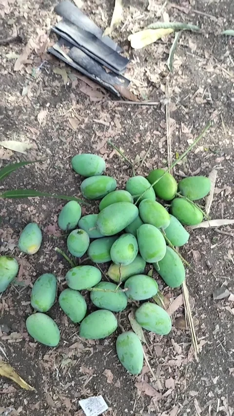 Big green mango tree with many ripe fruits hanging Stock Footage 293199774