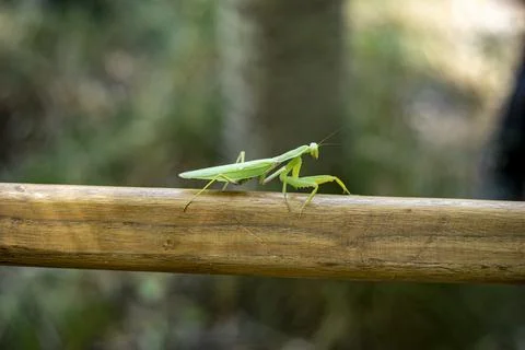 A big green mantis in a deep forest Fotos Stock
