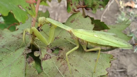 The Big Green Mantis Religiosa Eats The Wasp on a Grapes Leaf Close Up Stock Footage 83284897