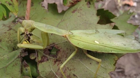 The Big Green Mantis Religiosa Eats The Wasp on a Grapes Leaf Close Up 2 Stock Footage 83284913