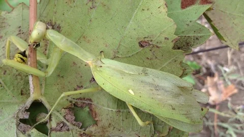 The Big Green Mantis Religiosa Eats The Wasp on a Grapes Leaf Close Up 4 Stock Footage 83284943