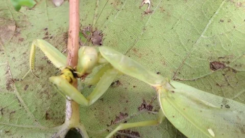 The Big Green Mantis Religiosa Eats The Wasp on a Grapes Leaf Close Up 6 Stock Footage 83284950