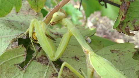 The Big Green Mantis Religiosa Eats The Wasp on a Grapes Leaf Close Up 3 Stock Footage 83284968