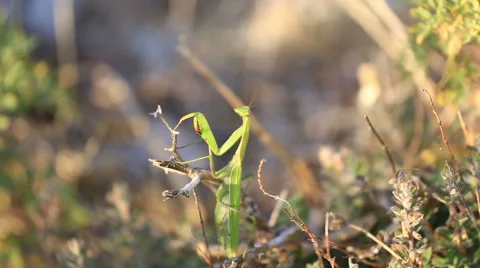 Big green mantis sits on a blade and doesn't move Stock Footage 43201115