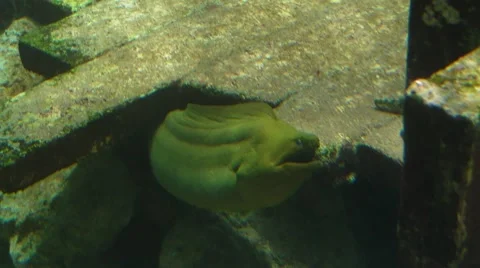 Big Green Moray Eel Close Front View in Shipwreck Stock Footage 7907137