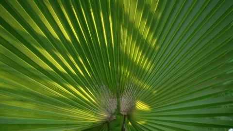 Big green palm leaf background with black shadow on surface Stock Footage 151716249