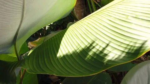 Big green palm tree leafs slow motion close up Video stock 120995362