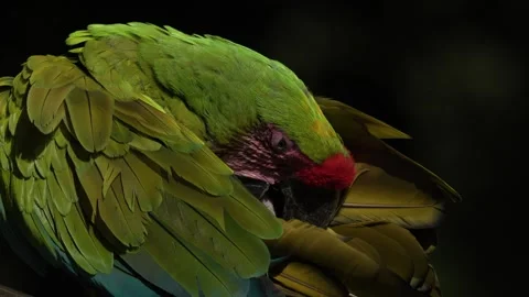 Big green parrot, cleaning plumage feathers. Close-up detail portrait in nature. Stock Footage 296652053