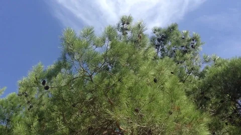 Big Green Pine tree with cones in the wind against a blue sky &amp; white clouds Stock Footage 119308098