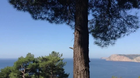 Big Green Pine tree with cones against a blue sky &amp; sea - cape Aya Crimea Stock Footage 119308439