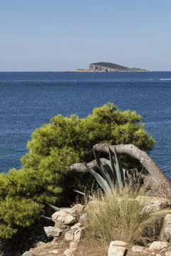 Big green pine tree hanging in a weird position, growing towards the sea, Cavtat 스톡 사진