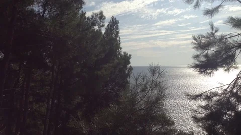 Big Green Pine trees with cones in the wind &amp; sea &amp; blue sky &amp; white clouds Stock Footage 119308102