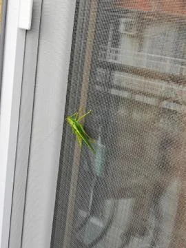 Big green praying mantis casting its shadow sits on white wooden window frame Stock Photos