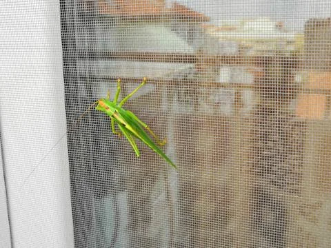 Big green praying mantis casting its shadow sits on white wooden window frame Stock Photos
