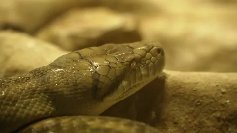 Big green python head resting on rocks, close up shot. Stock Footage 260389648