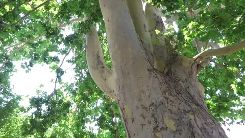 Big green tree 2 Stock Footage 316708626