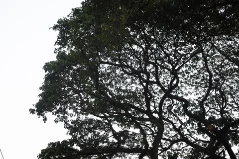 Big Green Tree with the background of Blue Sky Stock Photos