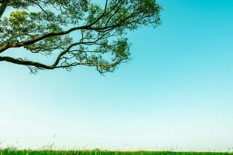 Big green tree with beautiful branches pattern and green grass field with w.. Stock Photos
