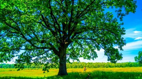 Big green tree in a field Stock Photos
