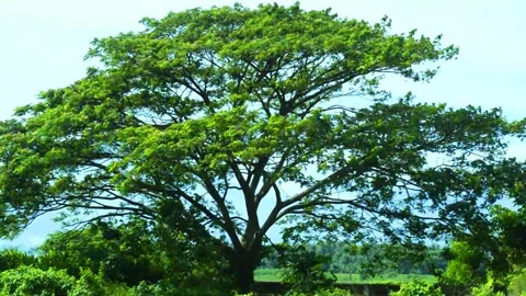 Big green tree Stock Footage 229602925
