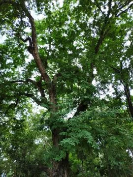 Big green tree in forest Foto stock