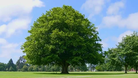 A big green tree on the grass in the park on a sunny day Stock Footage 152085081
