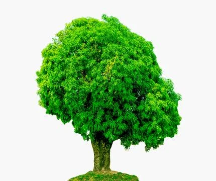 The big green tree isolated on white background Stock Illustration