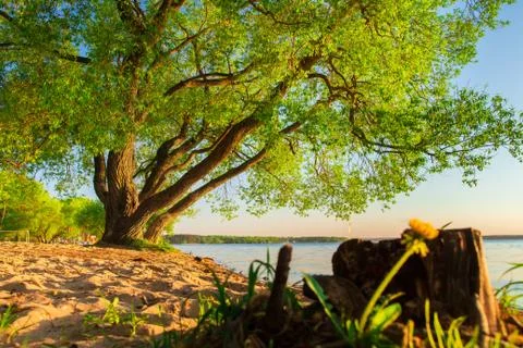 Big green tree on lakeside in springtime Stock Photos
