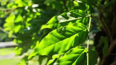 Big green tree leaves getting hit by wind Stock Footage 67365420