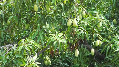Big green tree with many mango hangs on a branch. Natural sweet tropical fruits Stock Footage 240857166