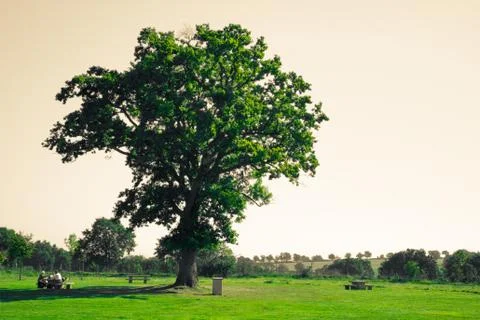 Big green tree Stock Photos