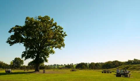 Big green tree Stock Photos
