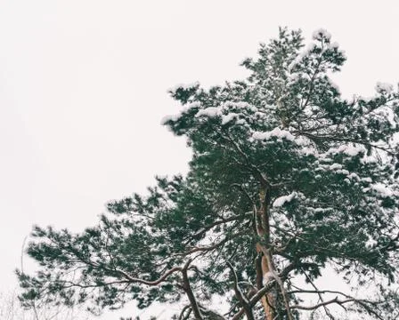 Big Green Tree Stock Photos