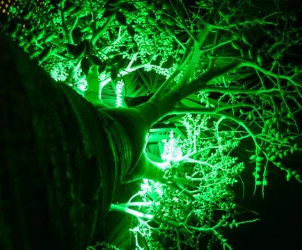 Big green tree Stock Photos