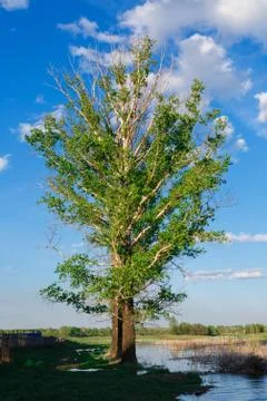 Big green tree Stock Photos