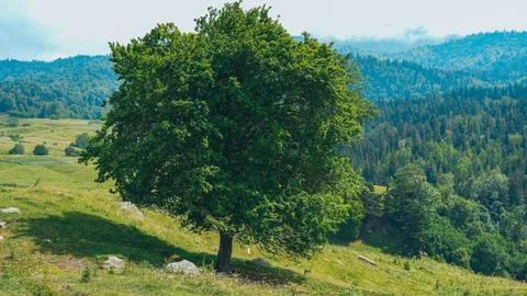 Big green tree Stock Photos