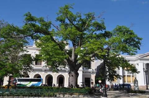 Big green tree on the square Stock Photos