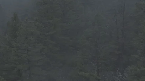 Big Green Tree Tops Covered in Fog Stockbeeldmateriaal 248736805