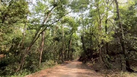 Big green trees and bright blue skies of Bandhavgarh national park Stock Footage 277440211