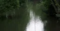 Big green trees and liana nature environment over city river Oker in Brunswick 4k or 4k+ Resolution