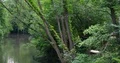 Big green trees and liana nature environment over city river Oker in Brunswick 4k or 4k+ Resolution
