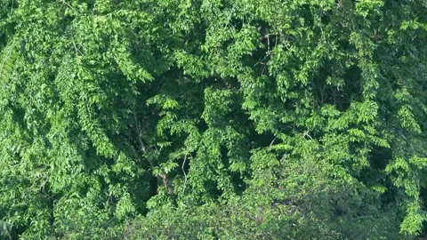 Big green trees sway in the wind. Tall trees in the summer forest, Stock Footage 294941698