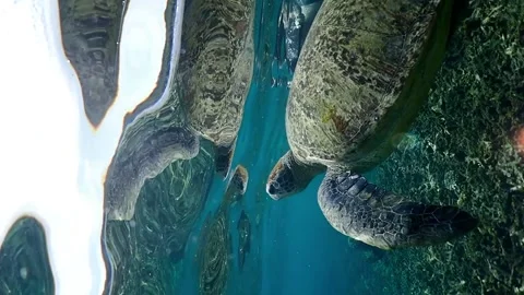 Big Green turtle coming up for air Video stock 249523558