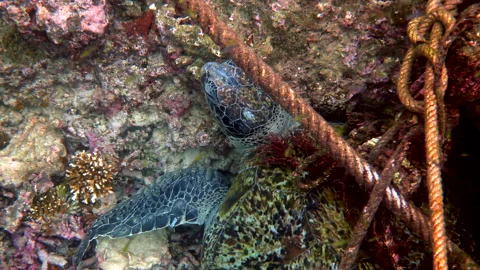 Big green turtle hiding among rock, sailboat ropes and corals in sea Stock Footage 233149686