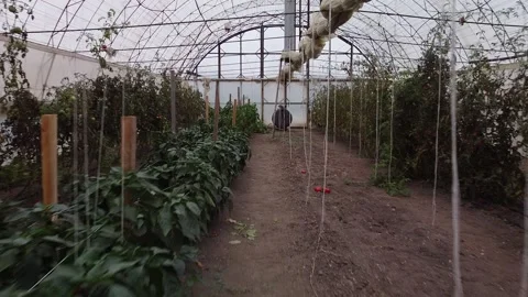 Big greenhouse Video stock 143527002