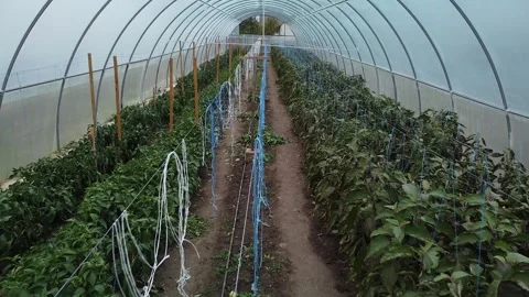 Big greenhouse Video stock 143527047